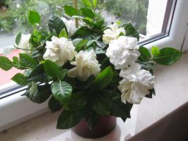 Care gardenia hvorfor anlegget ikke blomstrer, og hva du skal gjøre for utseendet av blomsterknopper?
