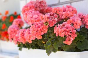 Nødvendig omsorg for pelargonium hjemme