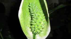 Hvorfor Spathiphyllum (kvinnelig lykke) grønne blomster. Vi har avtale med problemer sammen