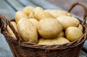 Hvordan og hvor du ikke kan lagre poteter
