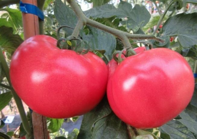På bildet: tomat varianter "Malinka"