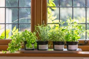 Hva du kan dyrke grønnsaker og urter på balkongen i leiligheten