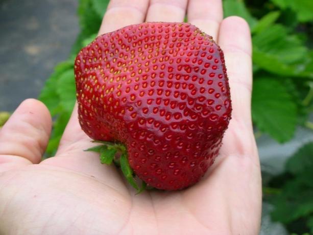 Store og velsmakende jordbær - resultatet av skikkelig vare! (