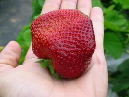 Den andre halvdelen av sommeren - tid til å plante og plante jordbær for en rik avling