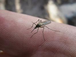 Chalet triks: Reparasjon av hageslange, lekk fat, bli kvitt mygg