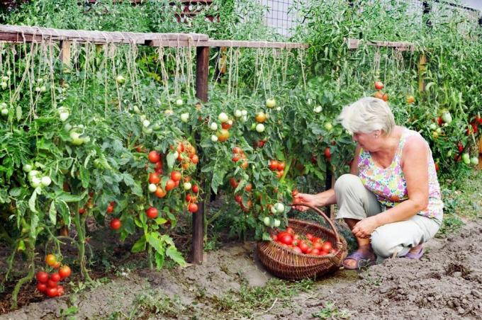 Høsting tomater (superdom.ua)