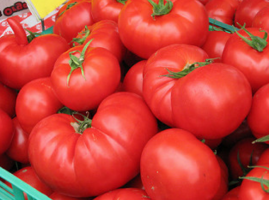 Hvor kan man kjøpe frø av tomater for gratis?