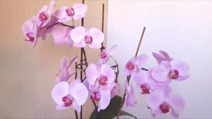 Blek rosa Phalaenopsis med bringebær øye