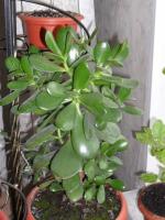 Jade tree: funksjoner i avl og oppdrett