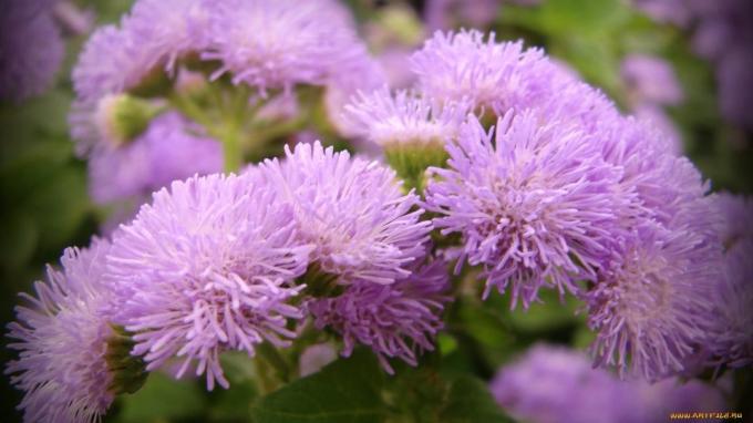 Frodige blomster ageratum