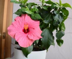 Hibiscus er tilbake på moten. Hovedproblemene i voksende