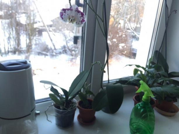 Vinter fuktighetsgivende orkide