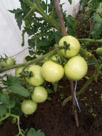 Hvis mulig, er det best å dekke buskene tomater film under uopphørlig regn.