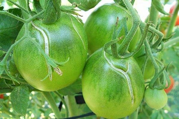 Crack kan og grønne tomater