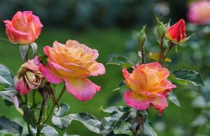 Jeg avsløre mine hemmelige brus forynge roser i hagen