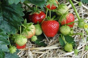 Hvordan ta vare på jordbær under fruiting