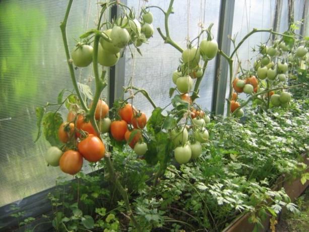 Modnings tomater i drivhuset kan bli fremskyndet! (Mojateplica.ru)