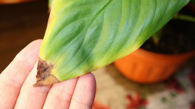 Tropisk pen Spathiphyllum svarer til tørrhet og varmen fra en av de første