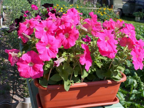 Jeg har alltid kjøpe hybrid varianter av petunia. Mark F1 blomster de er større, fargen - lys og svært blomstre - mye lenger!