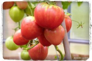 5 mest søt tomat varianter