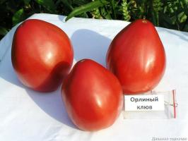 4 beste tomat varianter for veksthus og åpent terreng. Top utarbeidet av eksperter.