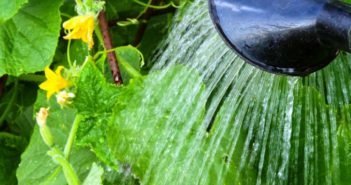 Agurker, er tropiske planter som fuktighet (dacha.help)