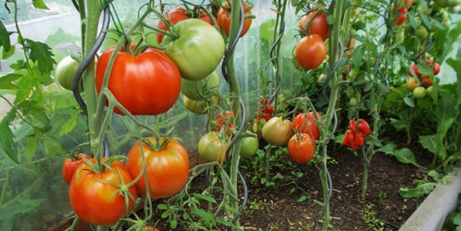 varianter av tomater "Bullish hjerte"