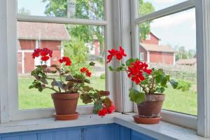 For en bedre vindu for å sette geranier, orkideer, fioler og Spathiphyllum