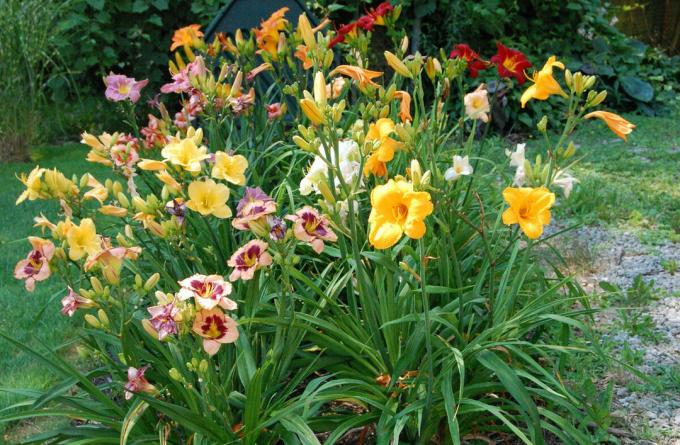 Det virker for meg at daylilies rolig, men raskt fylt våre hager. 15 år siden, blomsten var mer nysgjerrighet enn vanlige innsatte senger. Og hva nå?