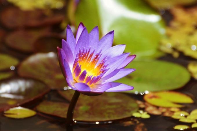 Blå lotus - forbudt skjønnhet | ZikZak