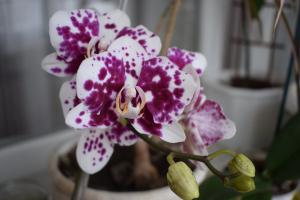 5 trinn til en vakker orkide Phalaenopsis huset