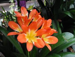 Hvorfor blomstrer ikke Clivia og hvordan å løse problemet