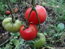 4 "lat" tomat varianter