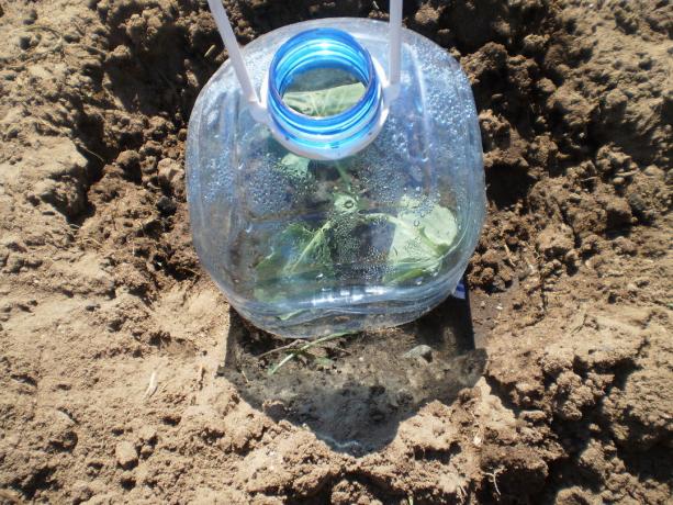 Planting kål, bruke en plastflaske som et dekkmateriale