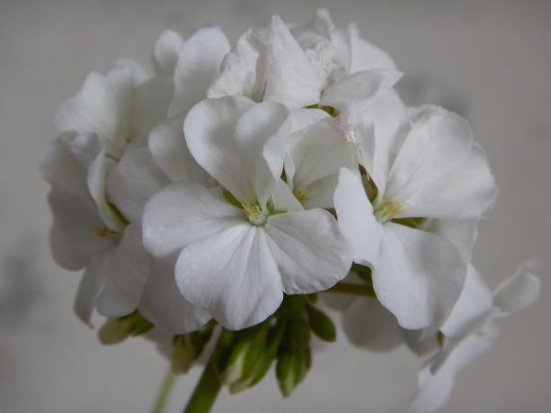 Hvit geranium - en av mine favoritter! privat bilde