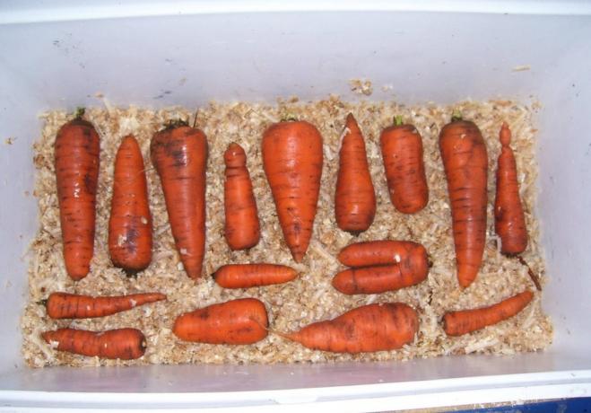 Sagflis er flott for lagring av gulrøtter | Hagestell og Hagebruk