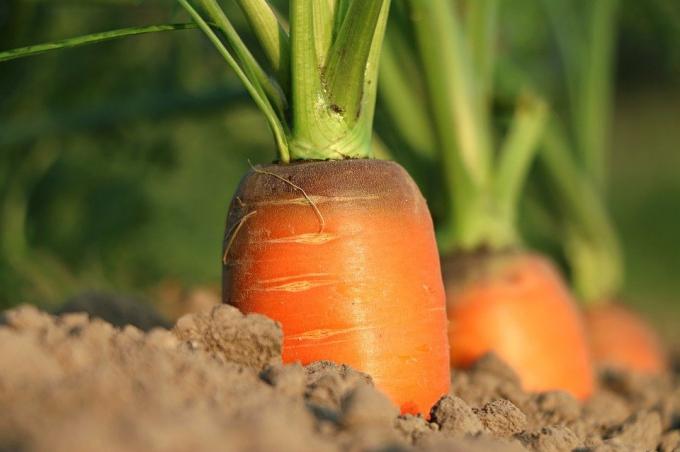 Eksempler på gulrøtter i hagen. Bilde fra Internett