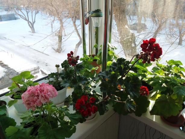 Hvis geranier blomstrer om vinteren, er "dvalen periode" det ikke er nødvendig. Jeg tror at plantene selv vet hvordan man best