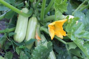 Wonder gjødsel for zucchini. Dyrke grønnsaker posten uten problemer