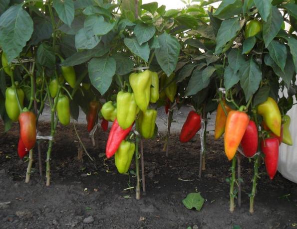 Utbyttet på busker pepper