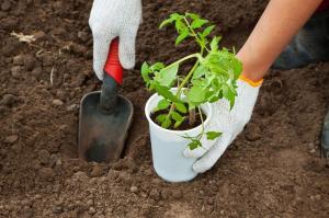 Hvordan riktig å plante tomat frøplanter
