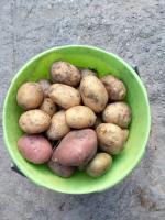 Hva du skal anlegget etter høsting poteter i september. Grønn gjødsel, som renser jord og avskrekke skadedyr
