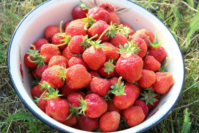 Min jordbær innhøsting i 2019. bilde av forfatteren