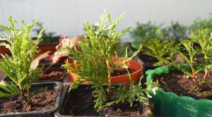 Som jeg plante arborvitae i landet vokst fra kvister.