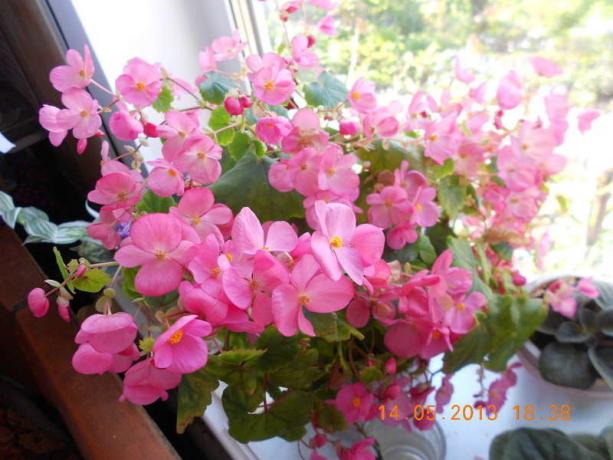 Begonia vechnotsvetuschaya i vinduskarmen (bilde tatt fra Internett)
