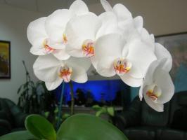 Phalaenopsis vil blomstre artet: en gryte og jord