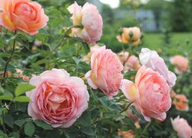 Hvordan lage den andre bølgen av blomstrende roser i august