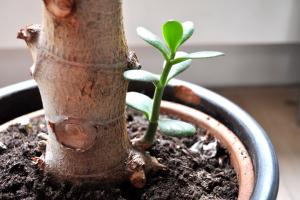 Tomter og penger tree: en butikktyv trenger en primer, samt hvordan du kan forberede på deres egen jord
