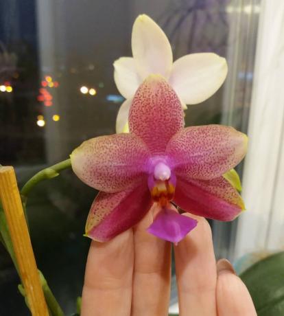 Phalaenopsis blomst