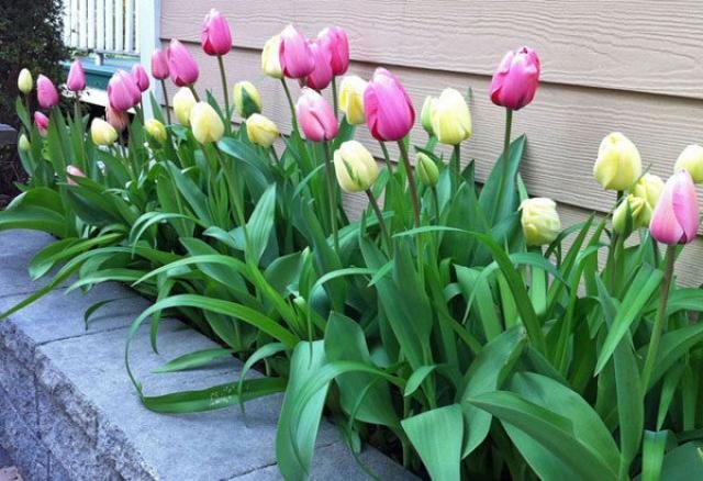 På spørsmålet "Når er det bedre å plante tulipaner" jeg trygt si - høsten!